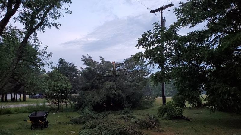 Tree Trimming