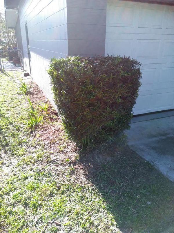 Shrub Trimming