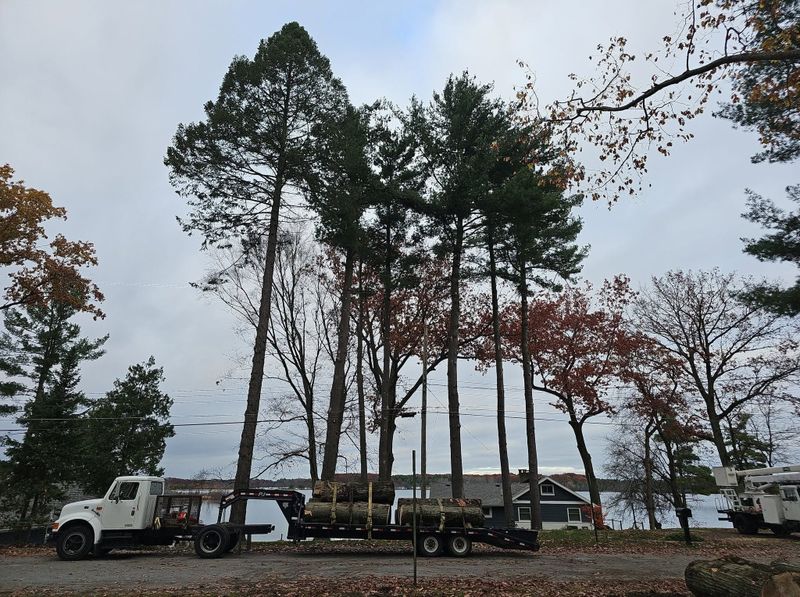 Tree Trimming