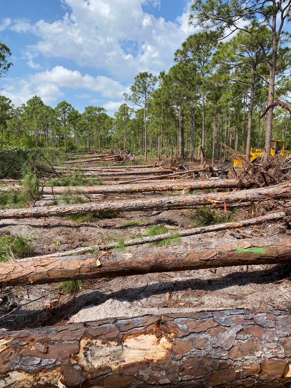 Land Clearing