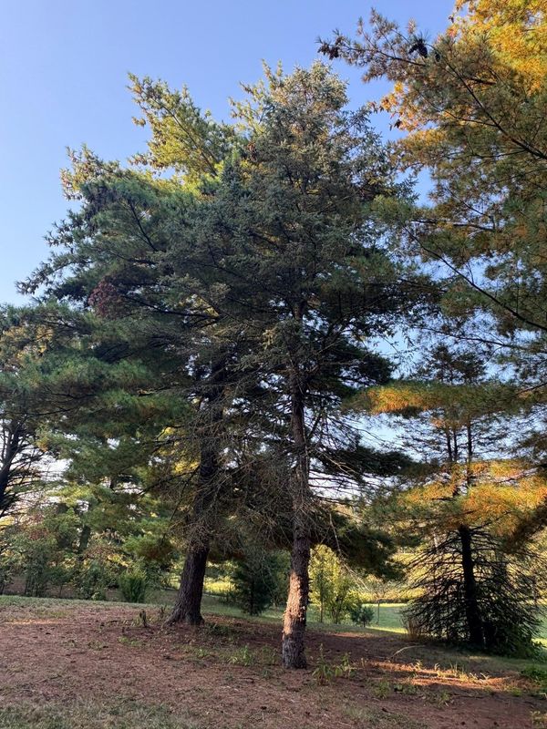 Fall Clean Up