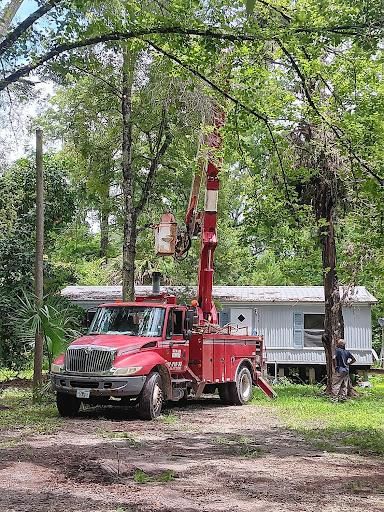 Tree Trimming