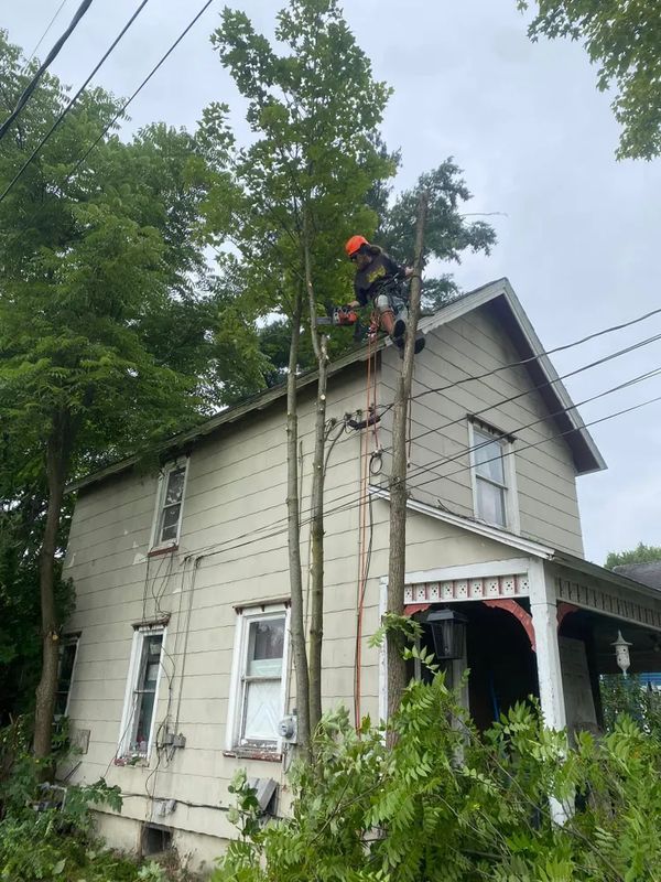 Tree Trimming