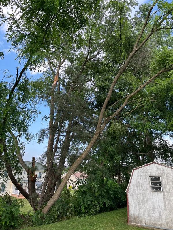Tree Trimming