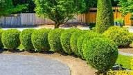 Shrub Trimming