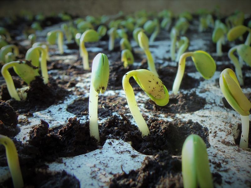 Seeds & Seedlings