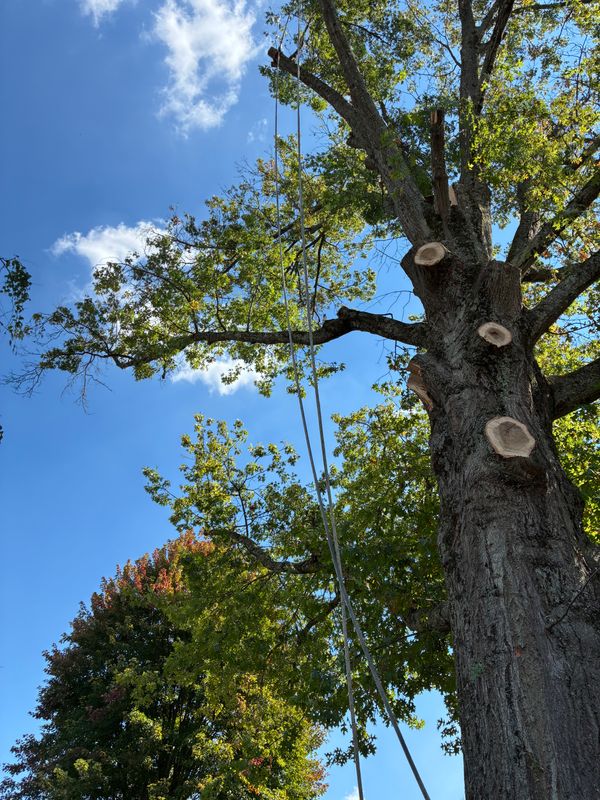 Tree Removal