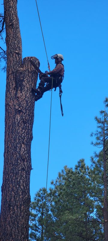 Tree Services
