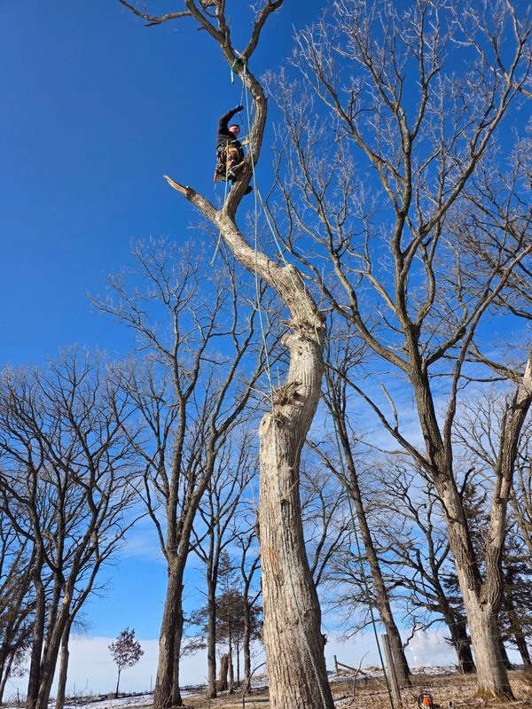 Tree Trimming