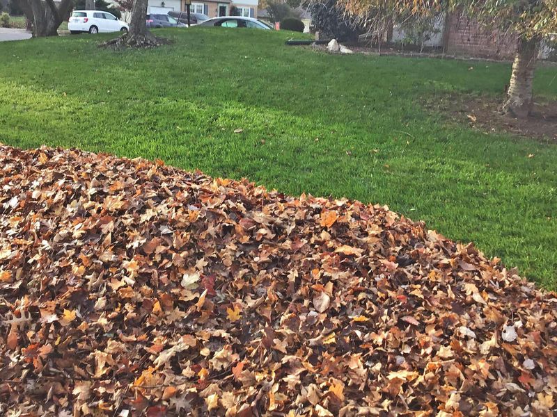 Lawn Clean Up