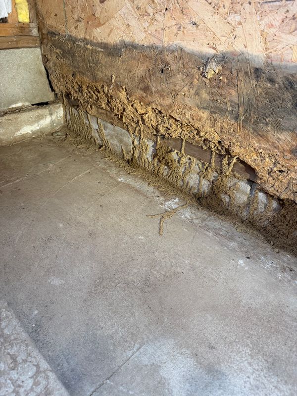 Termite Inspection & Treatment