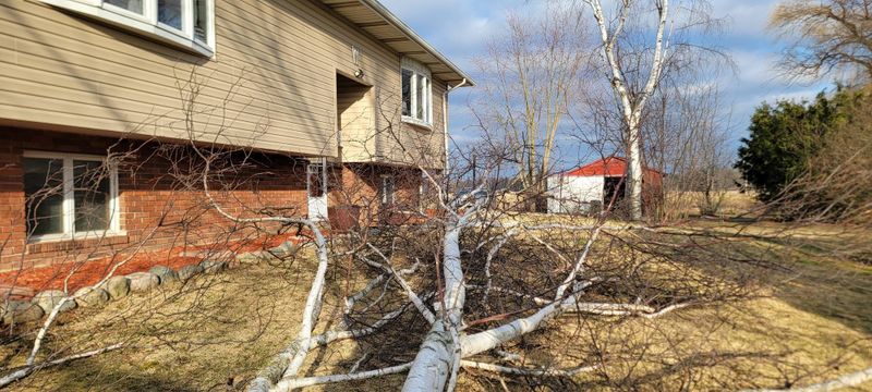 Tree Removal