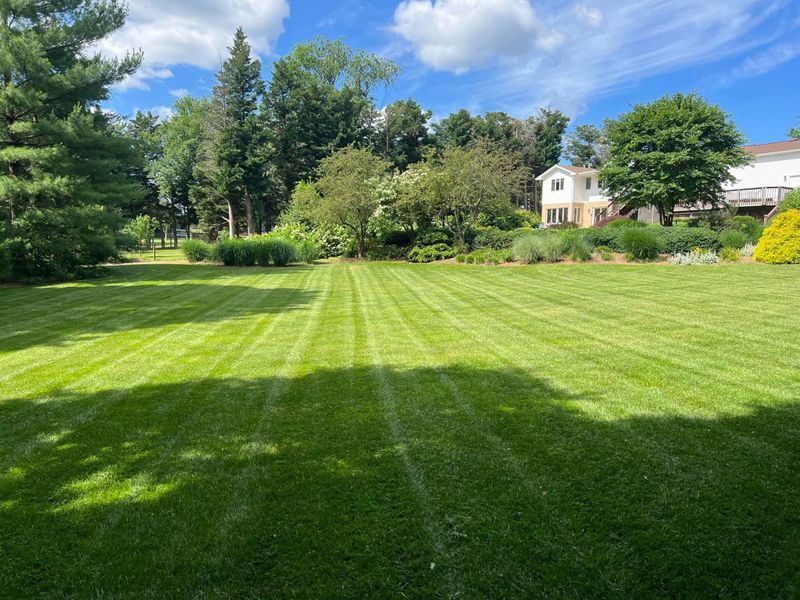 Lawn Aeration and Overseeding