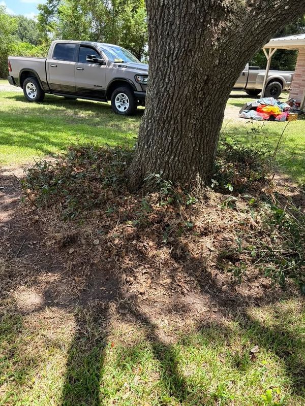 Tree & Shrub Care