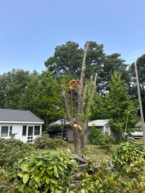 Tree Removal & Limbing 