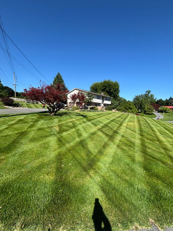 Lawn Mowing