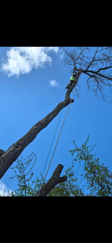 Tree Removal