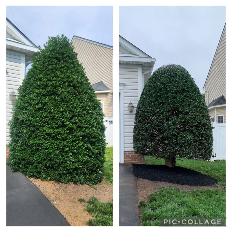 Shrub Trimming
