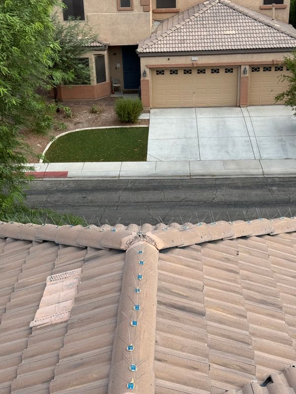 Pigeon Control