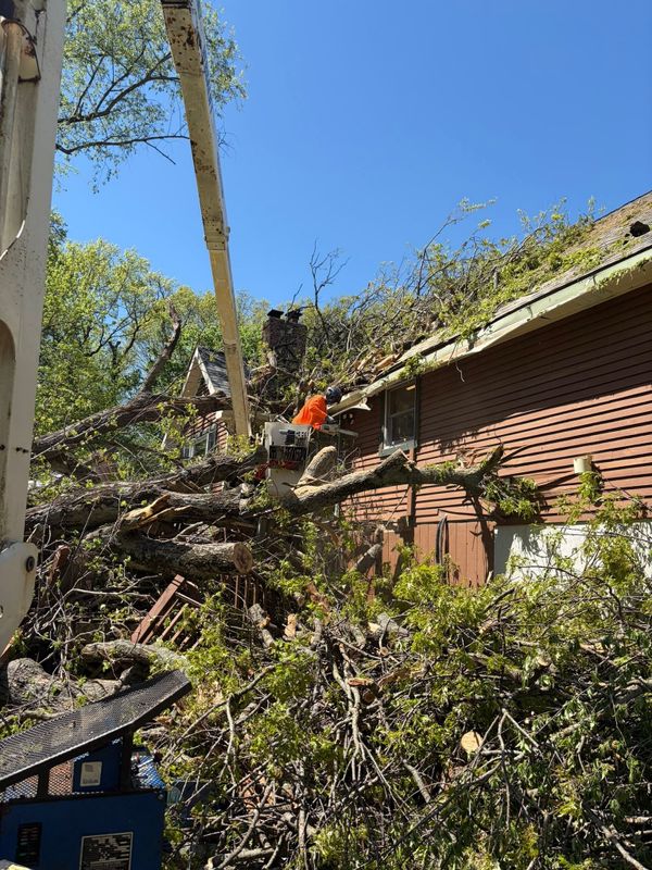 Tree Trimming
