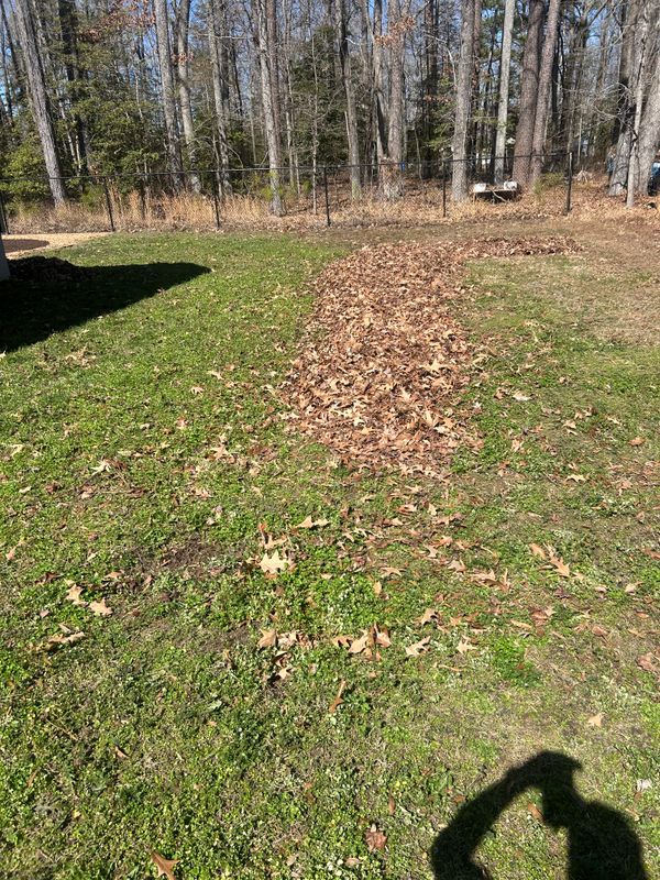 Leaf Removal 