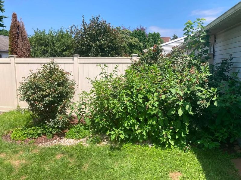 Tree & Shrub Care
