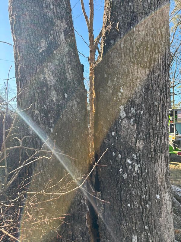 Tree Removal gallery