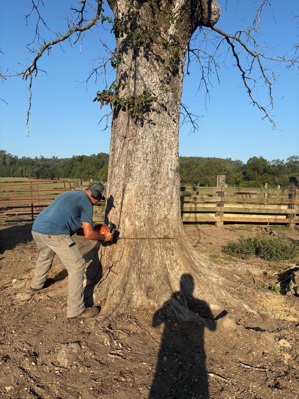Tree Removal