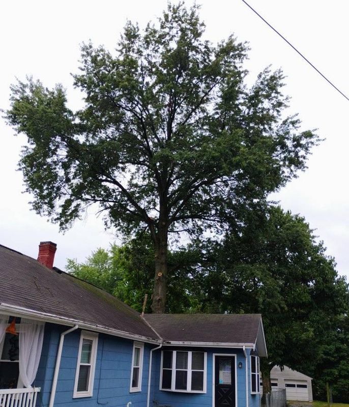 Tree Trimming