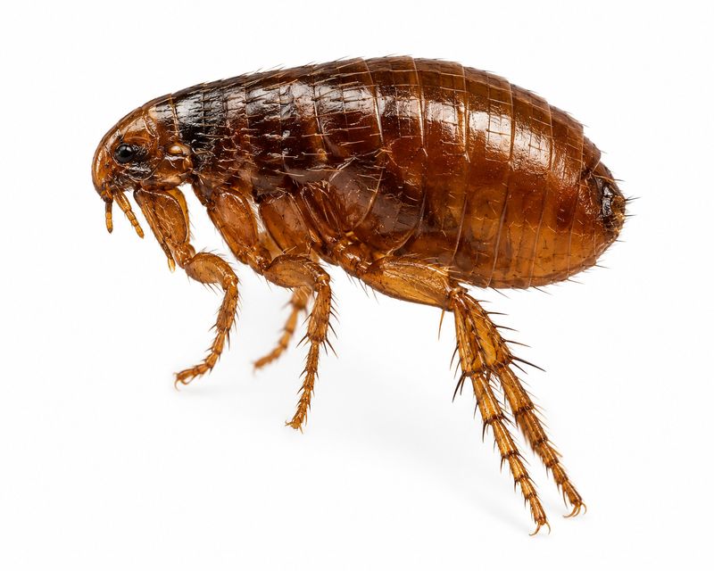 Flea Control
