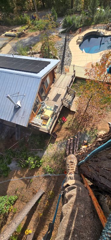 Expert Tree Removal for winter Saftey.