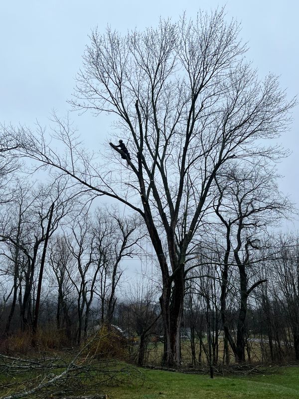 Tree Trimming