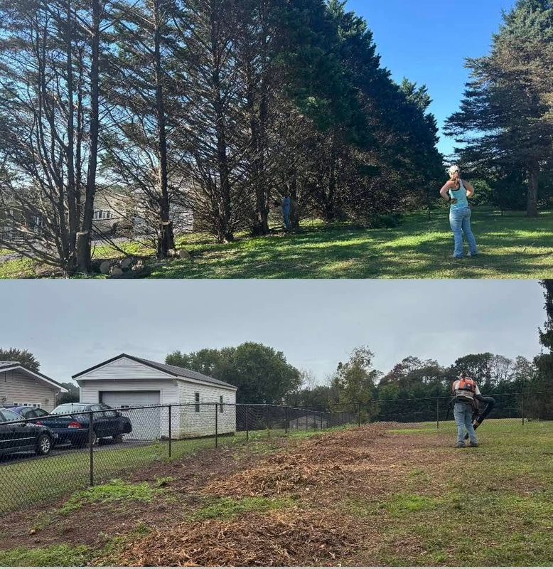Tree Removal