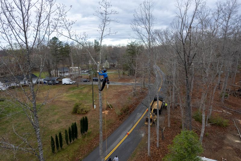 Tree Removal
