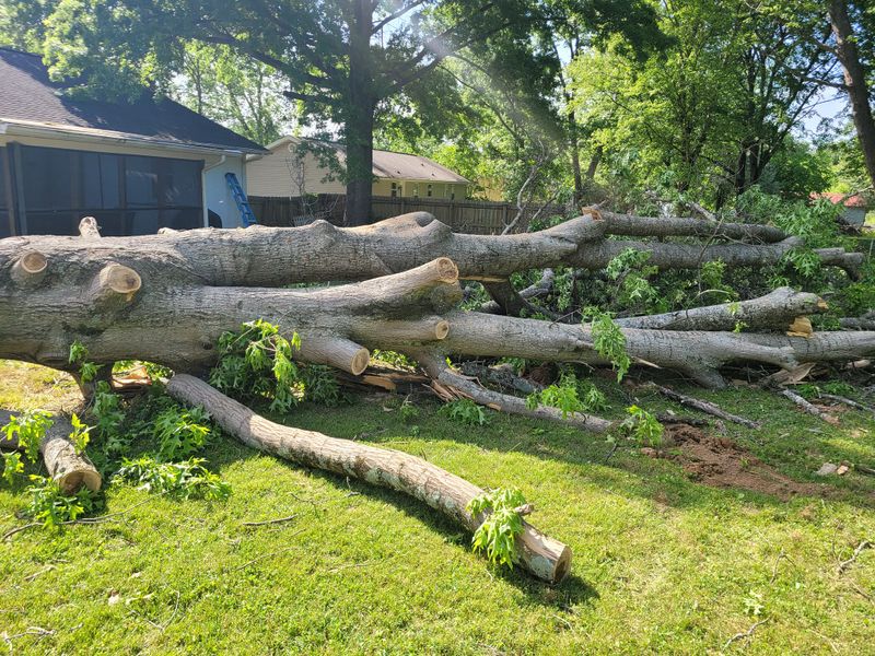 Tree Removal gallery
