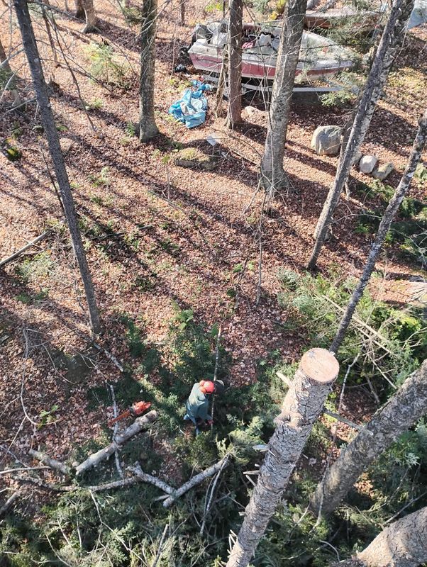 Tree Removal gallery