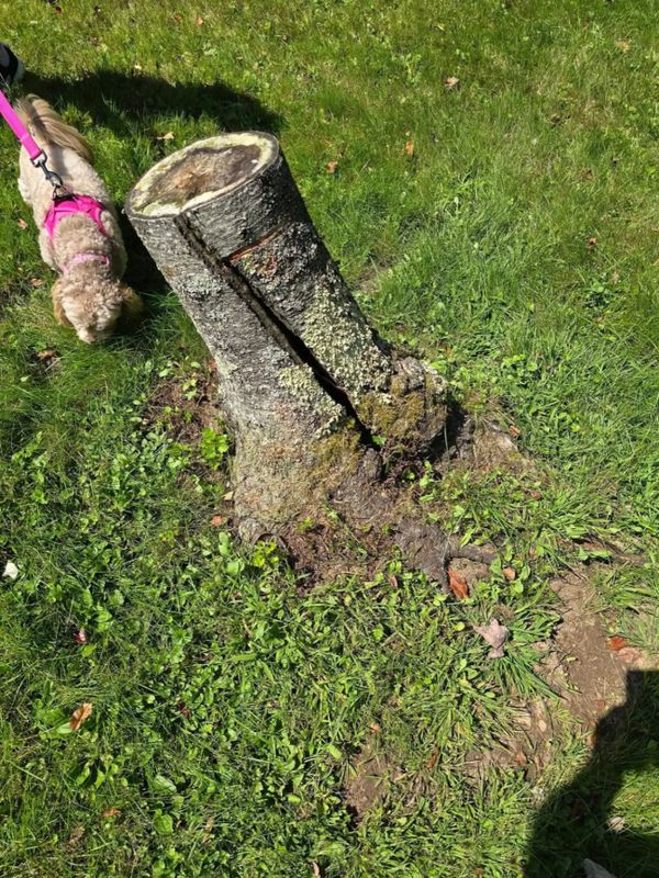 Tree Removal gallery