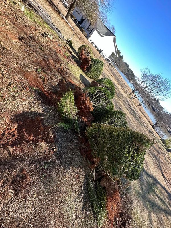 Shrub Removal