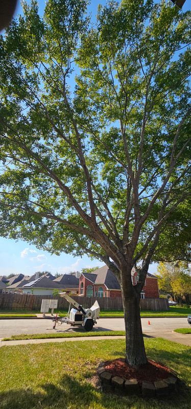 Tree Trimming
