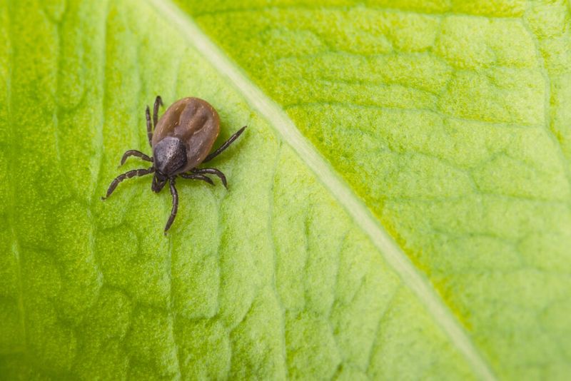 Tick Control
