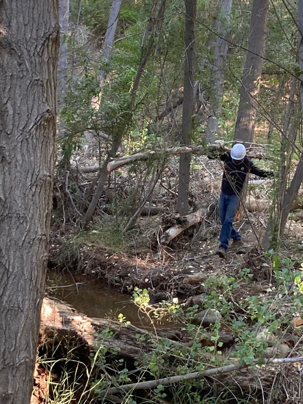 Tree Removal