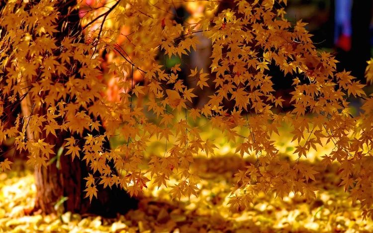 Fall And Spring Clean Up