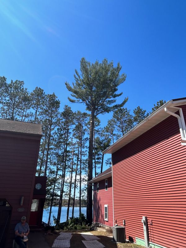 Tree Removal gallery