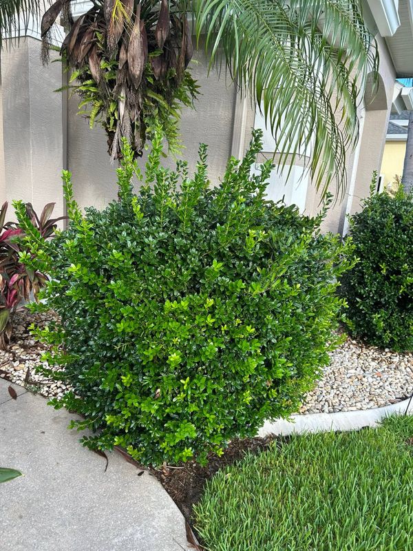 Garden Design and Installation