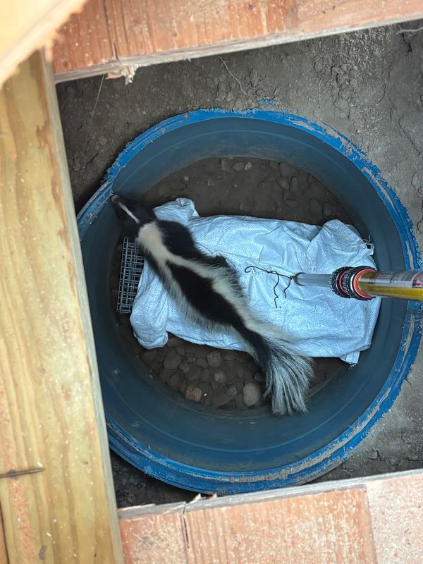 Skunk Removal