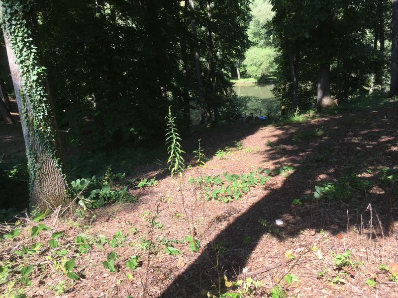 Land Clearing