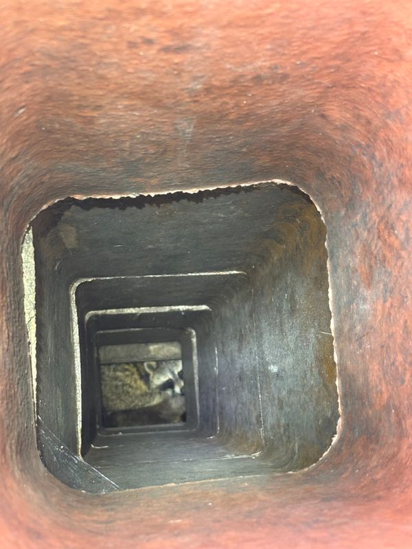 Humane Animal Trapping and Relocation