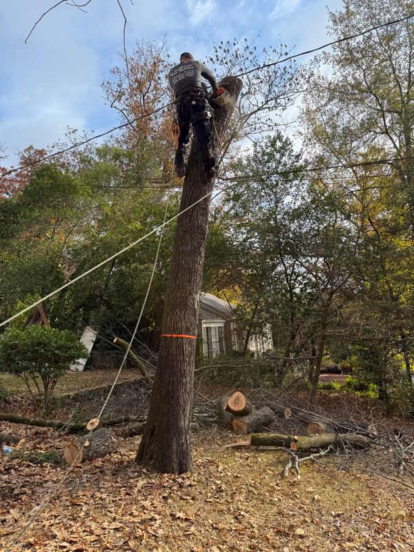 Tree Trimming