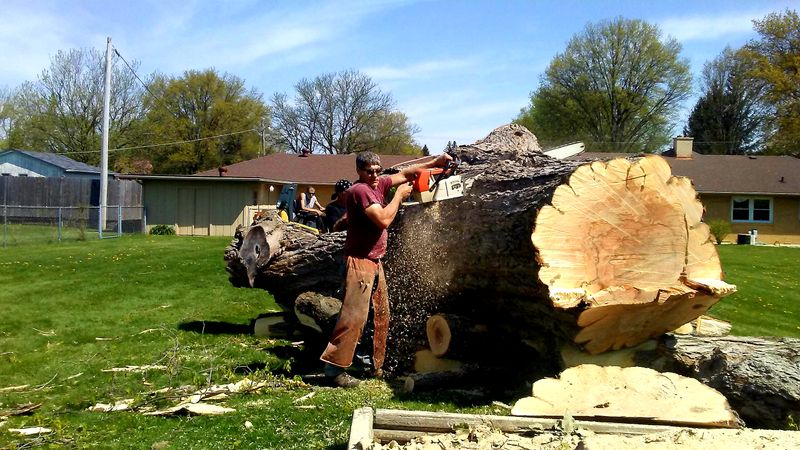 Tree Removal gallery