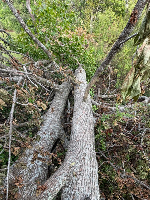 Hazardous Tree Removal